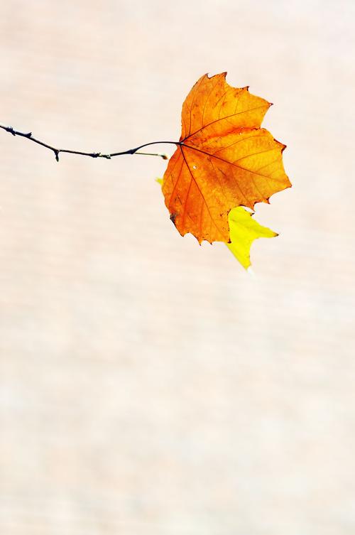 季节渐深,感悟秋叶之静美