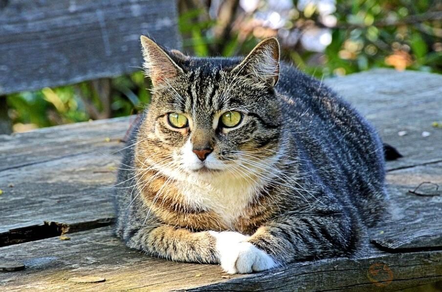 蒜头猫是什么品种,哪个品种猫不掉毛