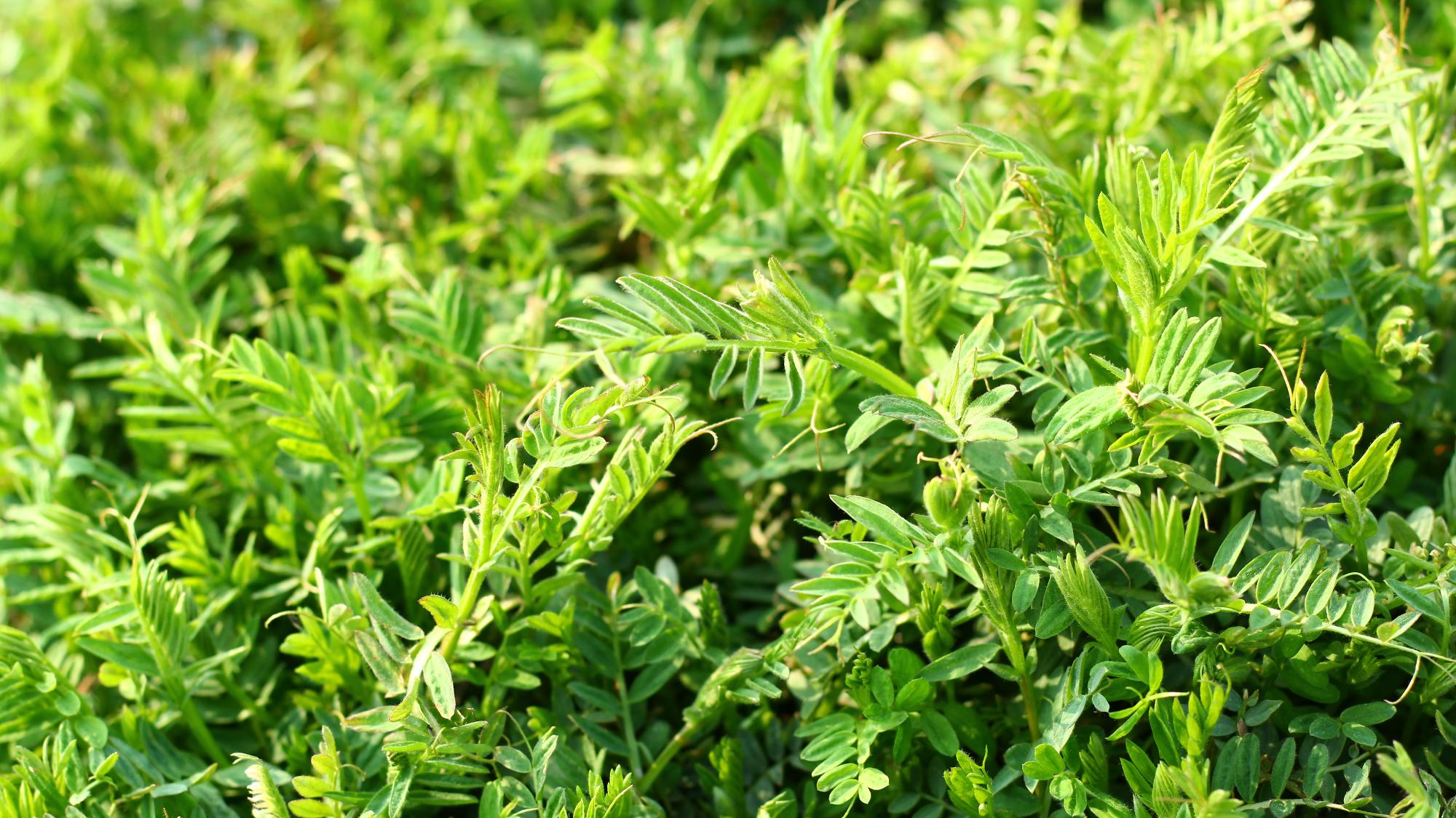 果园里的杂草怎么消灭最好,果园杂草太多如何科学控草