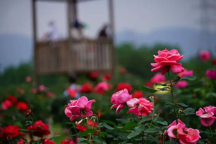 广西旅游攻略天洞,广西旅游攻略大明山