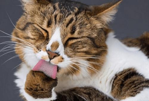 猫咪胃口突然变小,如何让猫咪的胃口好