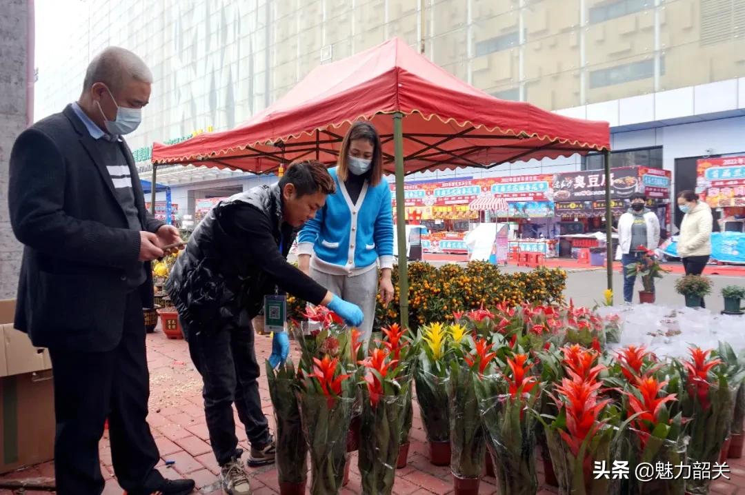 韶关市兰花迎春花市,韶关迎春花市兰花价格