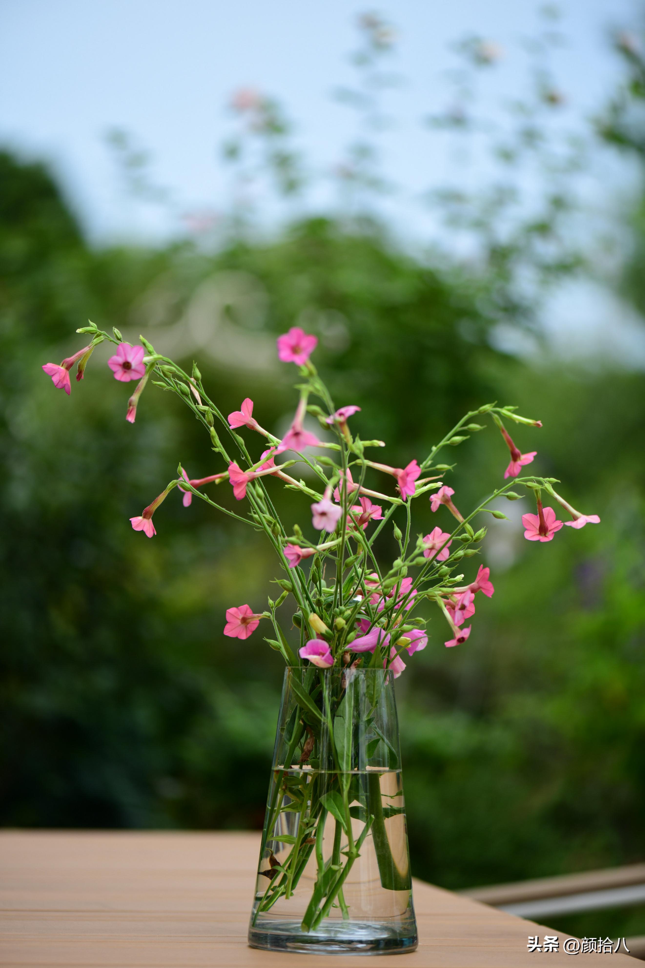 冬天开花的室外花卉盆栽,温室盆栽观花花卉植物
