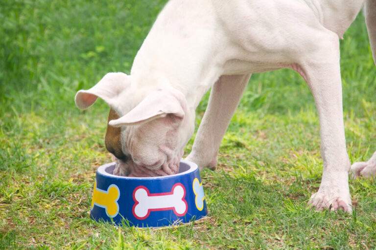 哪几种行为能让狗狗瞬间瘫痪,如何预防狗狗瘫痪