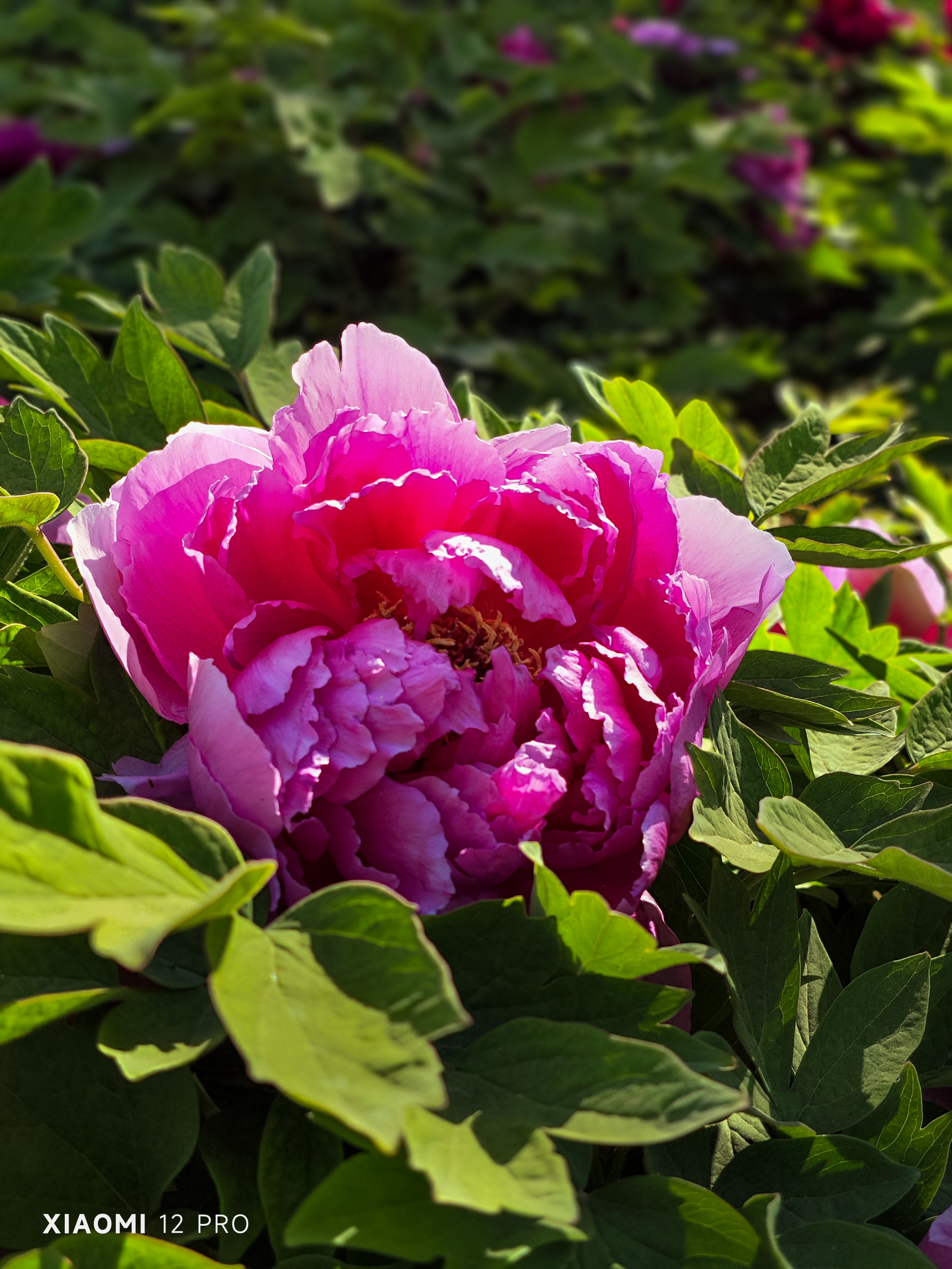 天津二宫牡丹,天津海河边的牡丹