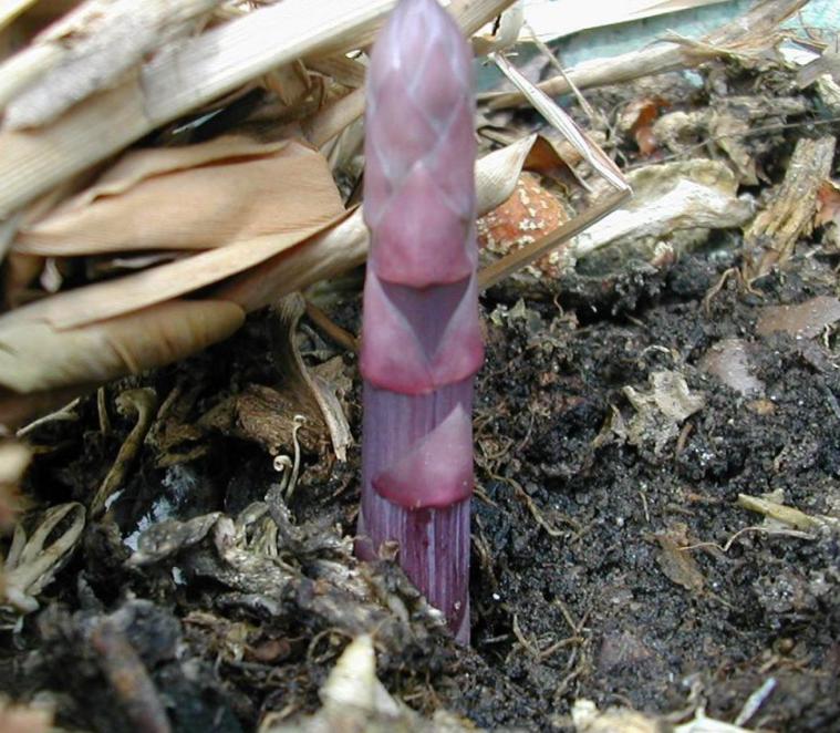 阳台种芦笋怎么养才能长得快,阳台适合栽什么样的芦笋