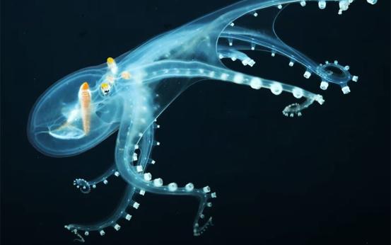 地球上存在比人类更聪明的物种吗,人类是世界上最聪明的高级动物