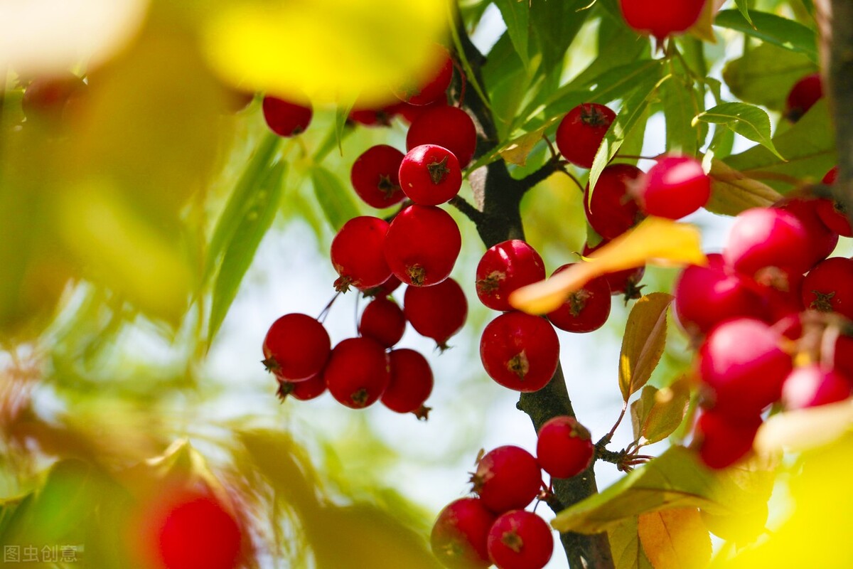 子宫多发性肌瘤结节怎么治,子宫肌瘤乳腺结节最佳消除方法