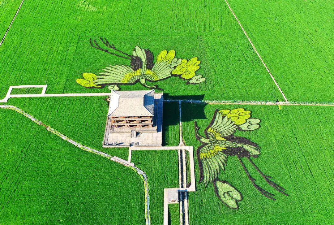 旅游图片合集多张海边,七月的红海滩景色怎么样