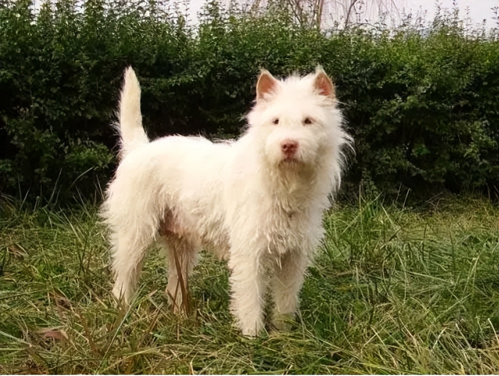 为什么越来越多人弃养狗,为什么有很多人养了狗感觉比人好