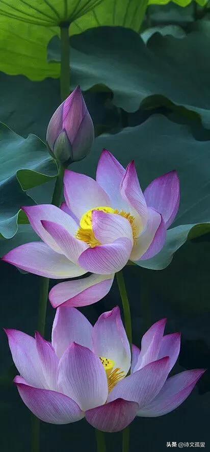 十首经典荷花古诗词名句,原创描写荷花的诗句古诗词