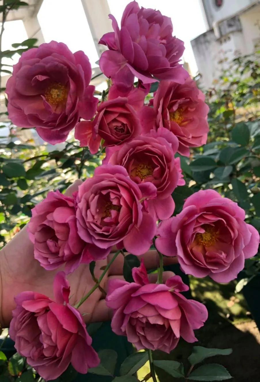 葵系列的月季,高贵浪漫的仙女月季