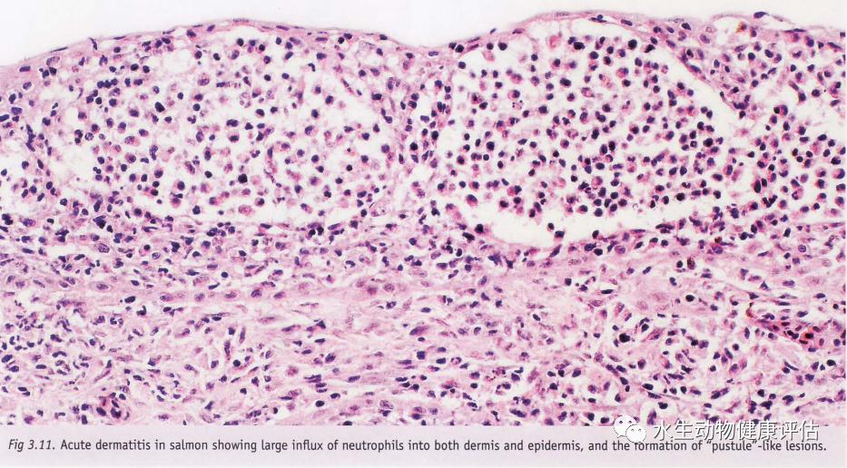 鱼类正常皮肤及其浅表疾病