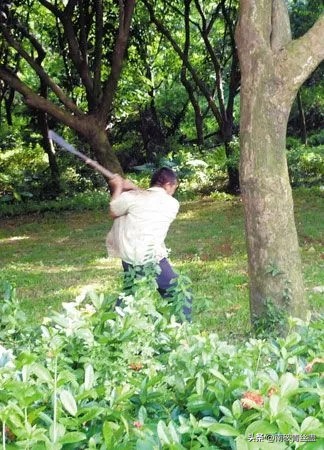 白茶煮蛋事件,把全网逼疯的白茶事件