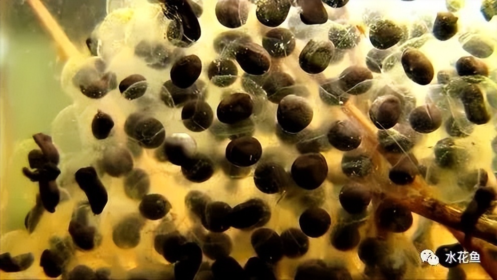 蝌蚪和蟾蜍的卵如何区别,如何分辨蝌蚪长大是青蛙还是蟾蜍