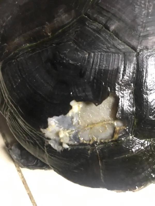 乌龟脱壳的原因及解决办法,乌龟脱壳怎么处理