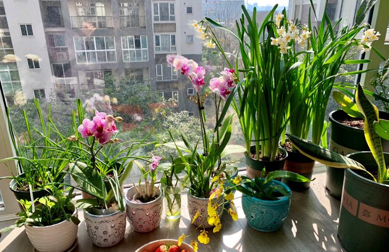 让你的家变成绿色天堂：家中花卉美化和养护方法