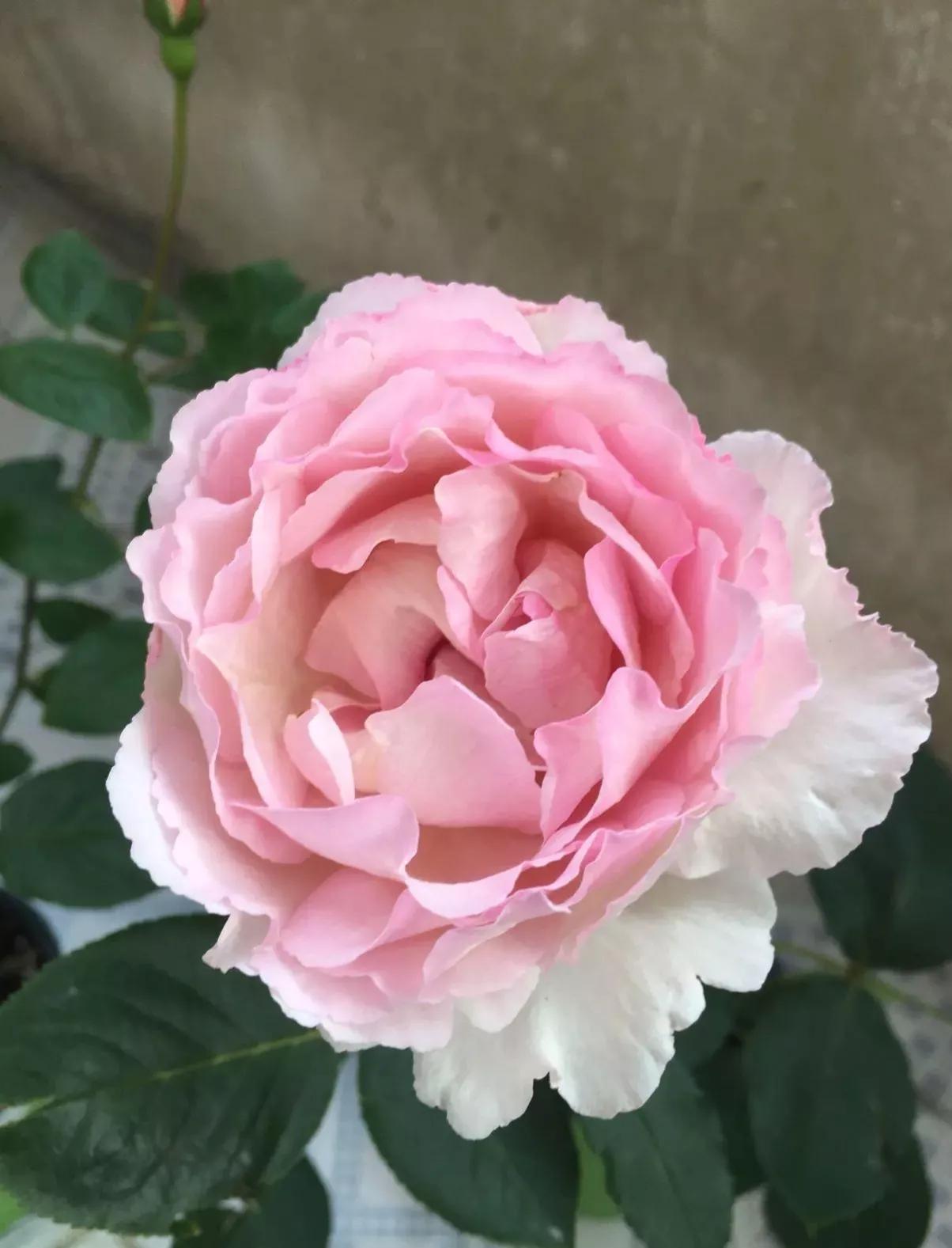 常见切花月季一览（40）（接上期）