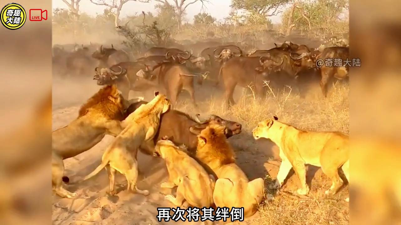 母牛救野牛视频,母牛救小水牛完整视频