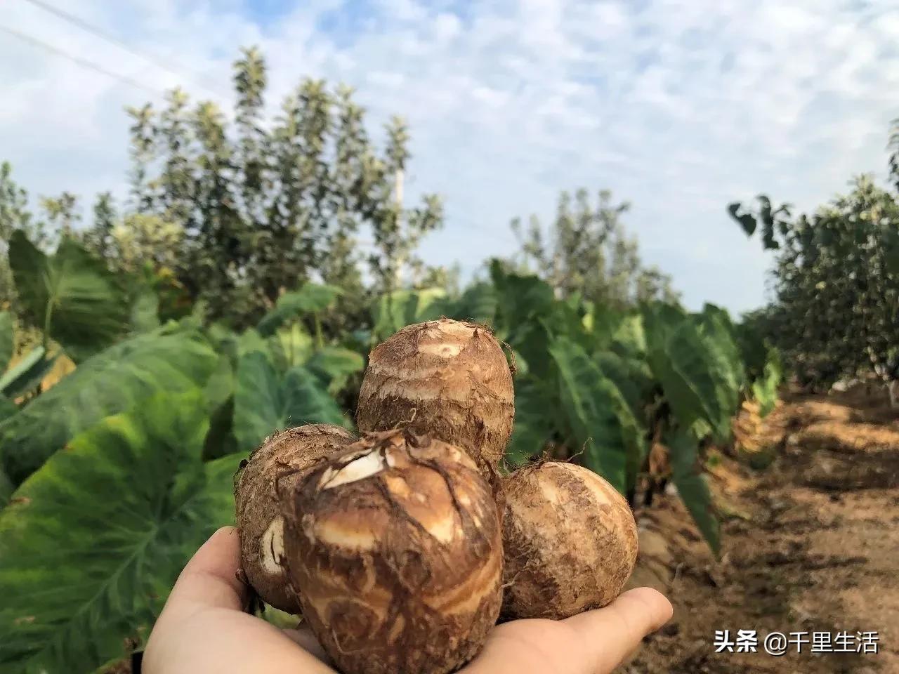 云南高山新鲜奶油芋头,云南奶油芋头做法大全