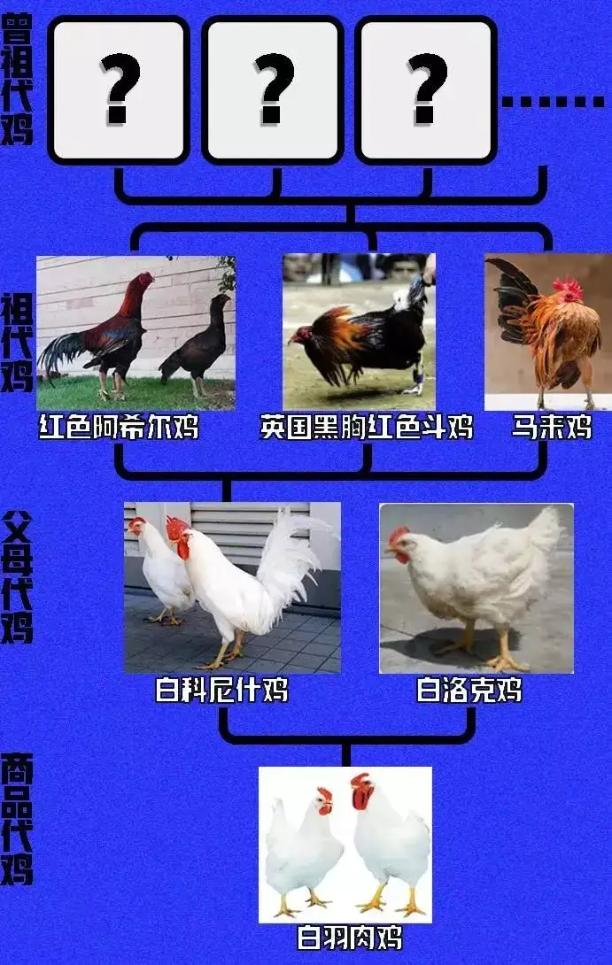 一年吃6亿只鸡,中国一年吃掉近50亿只白羽肉鸡