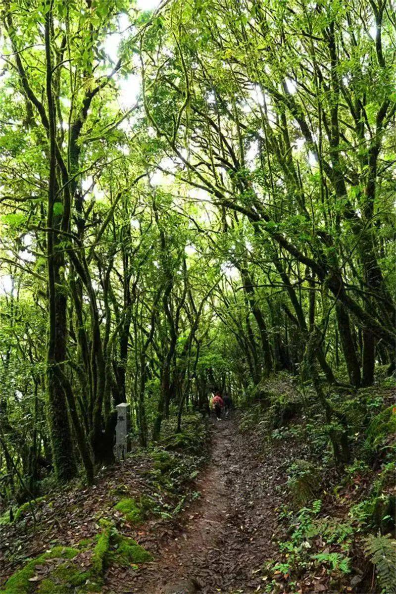 鏅幢涓栫晫鑼舵簮,澶╄祼鏅幢涓栫晫鑼舵簮