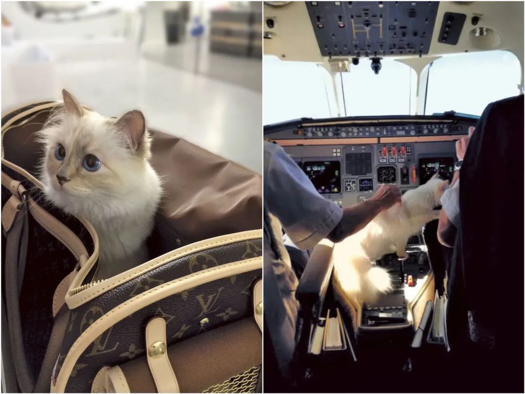 刘雯邓文迪,邓文迪杨紫琼