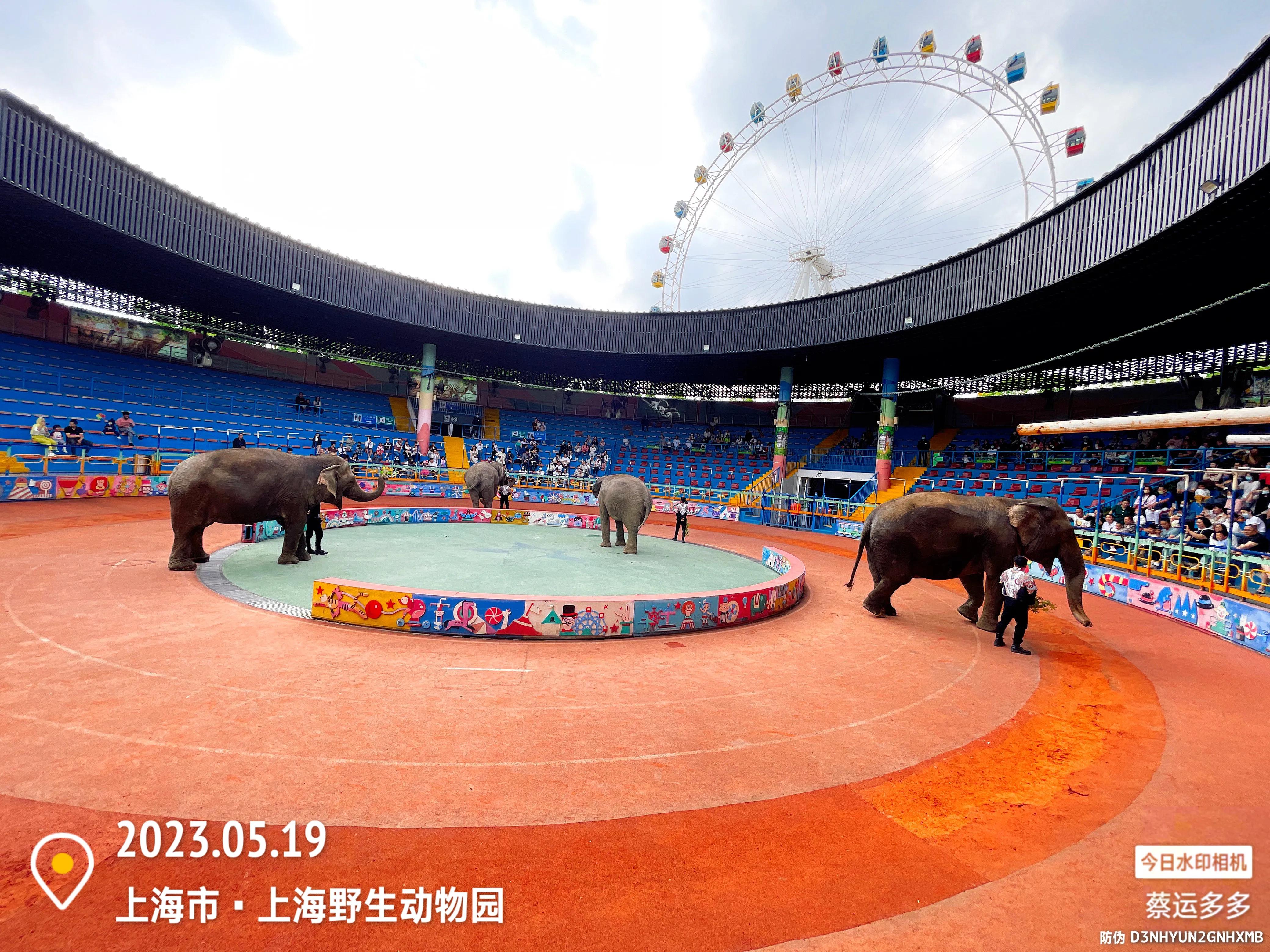 我喜爱的动物是小猫,什么动物招人喜爱