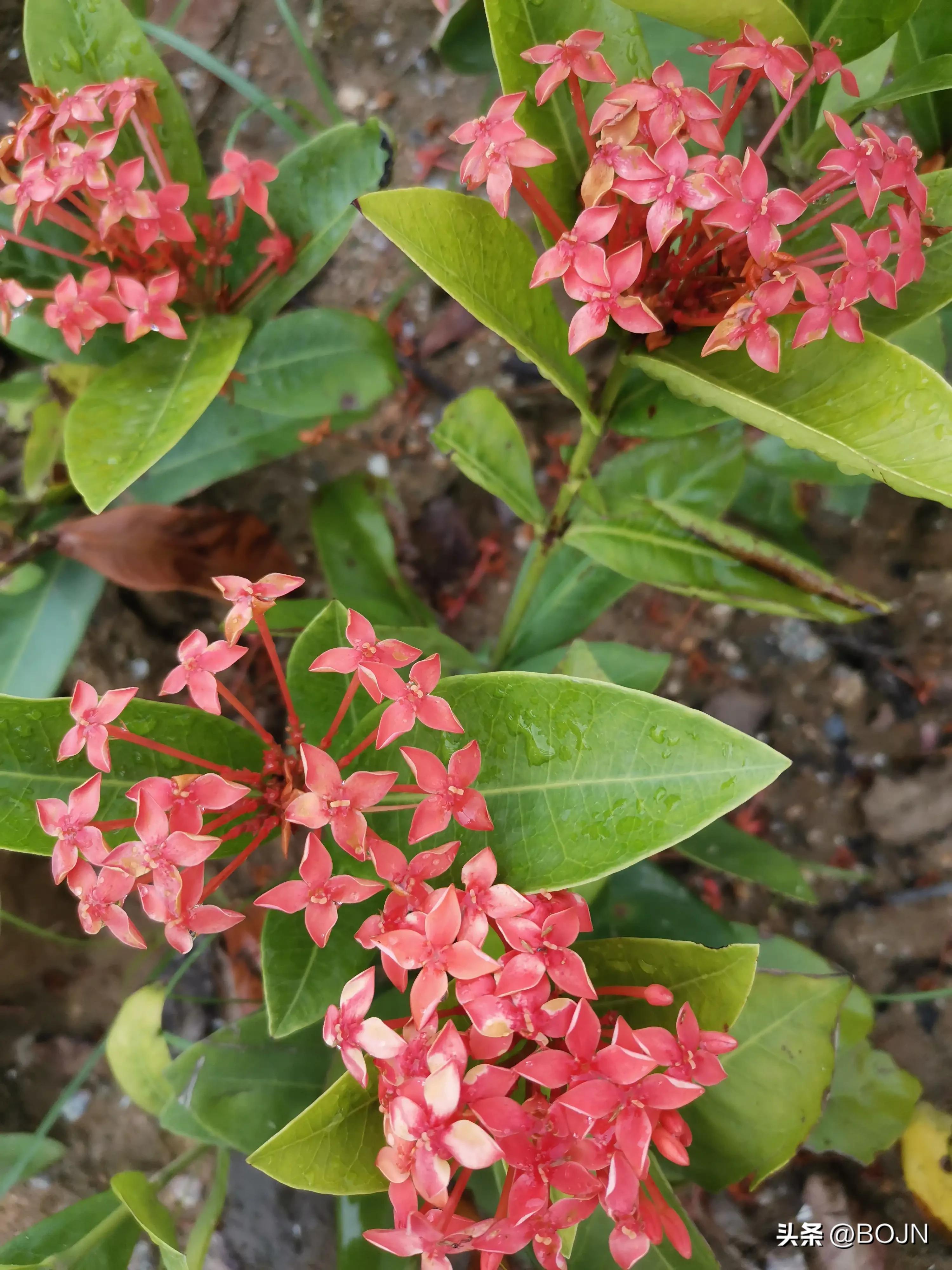 你能认出几种花来,大家能猜出什么花