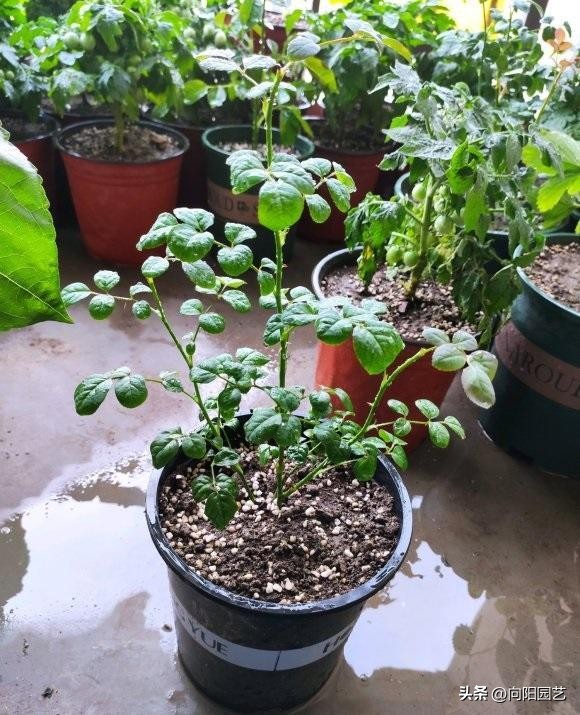 月季不发芽怎么处理,月季扦插用蛭石还是用水泡生根快