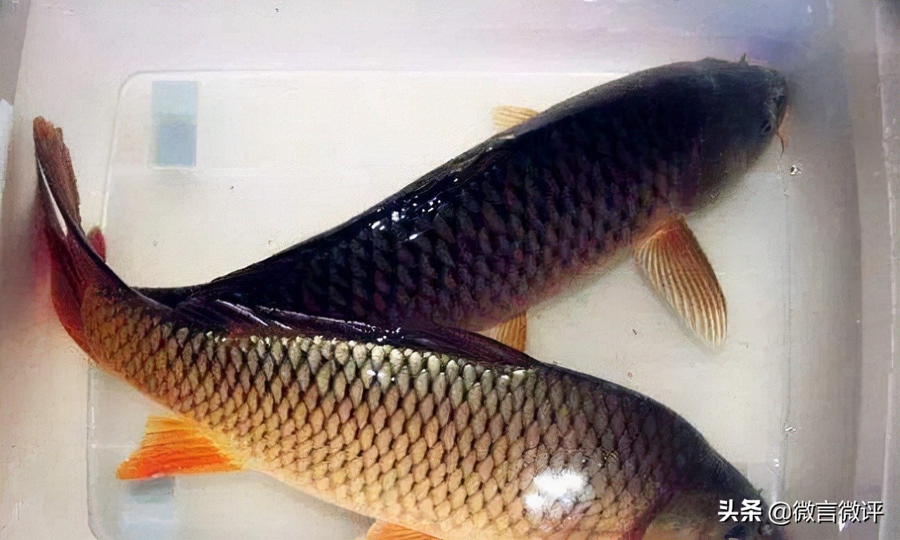 中午吃红烧大鲤鱼,河南红烧鲤鱼做法