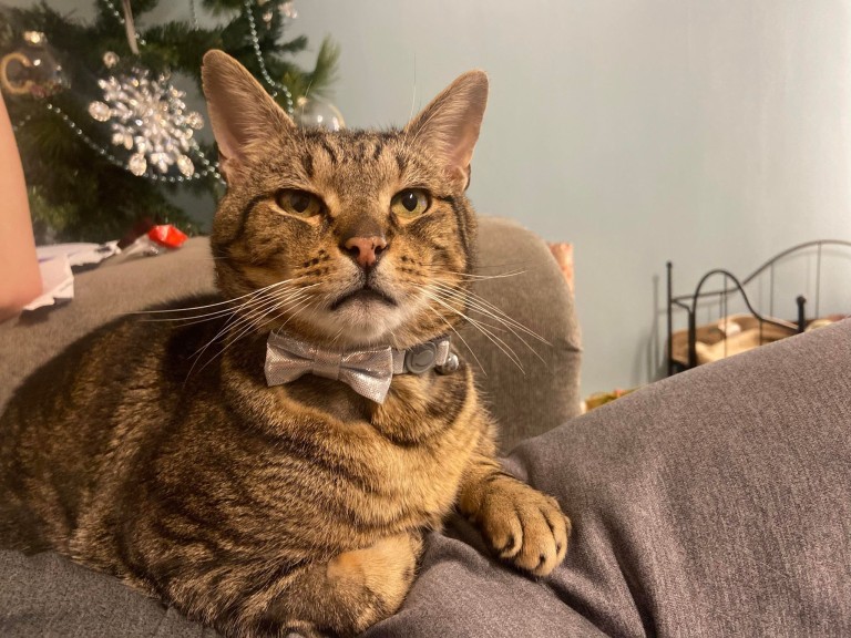 英国最聪明的十大名狗,英国最著名的土狗是什么狗