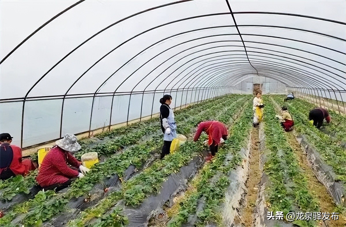 考评结果公布！龙泉驿区这些村镇和园区获殊荣