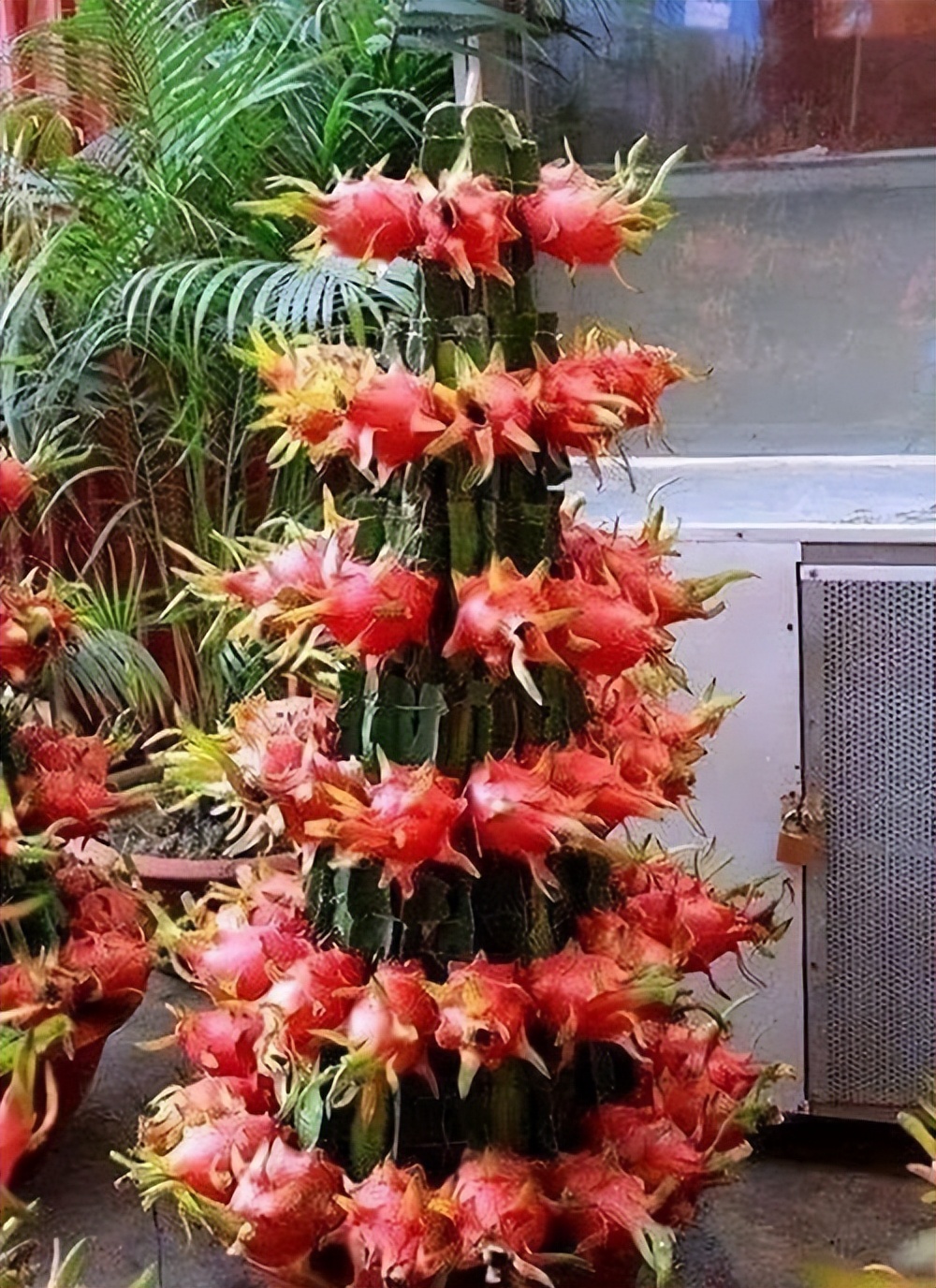 火龙果插枝越长越好吗,火龙果是幼枝插好还是老枝好