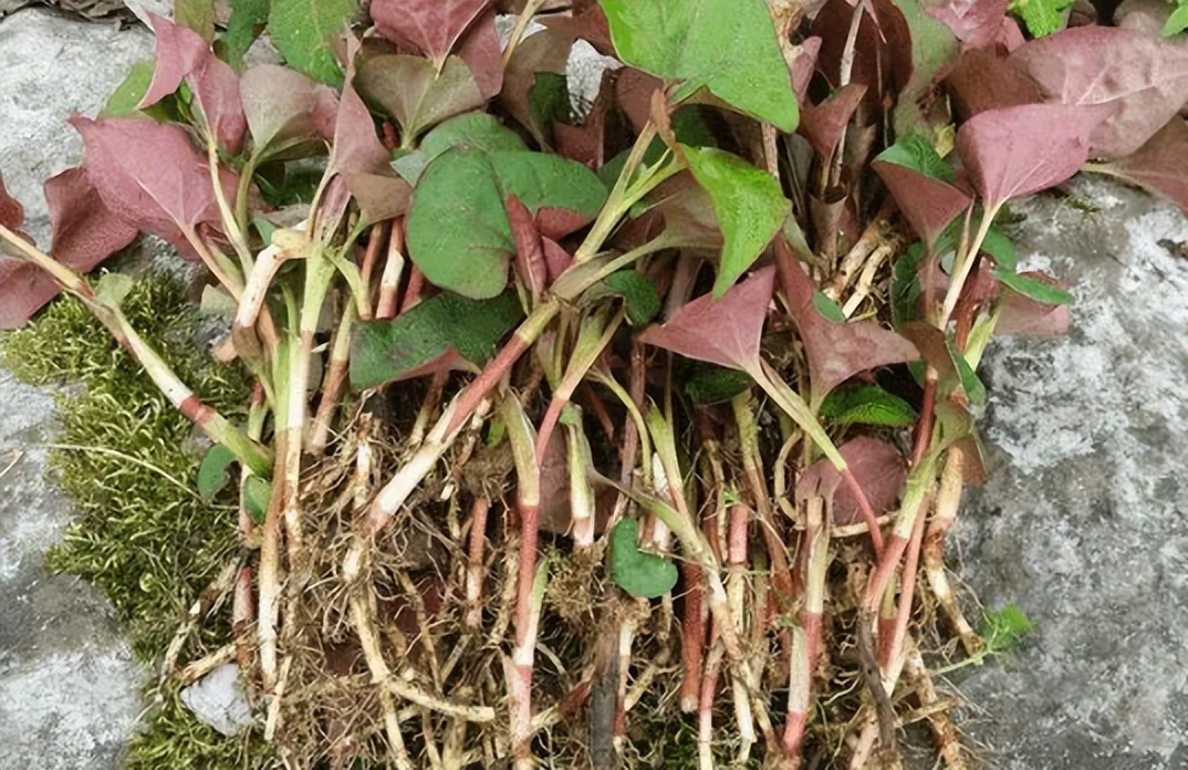 地位“尴尬”的茴香，北方人餐餐吃也不腻，南方却很少人认识它