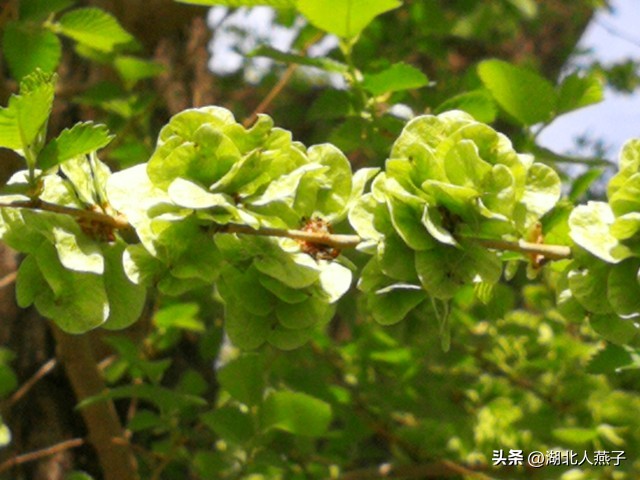 春天挖野菜，送你55种野菜辨别图，带你认识不同的野菜和吃法