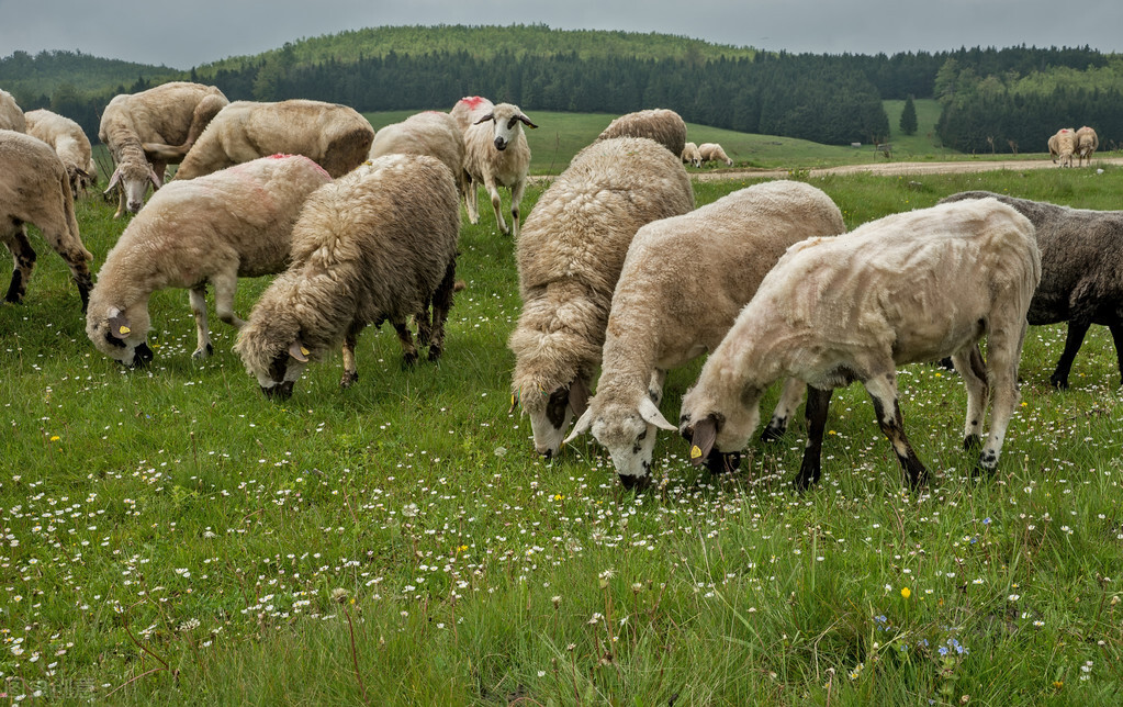 最新羊价与养羊技术,目前羊价养羊利润