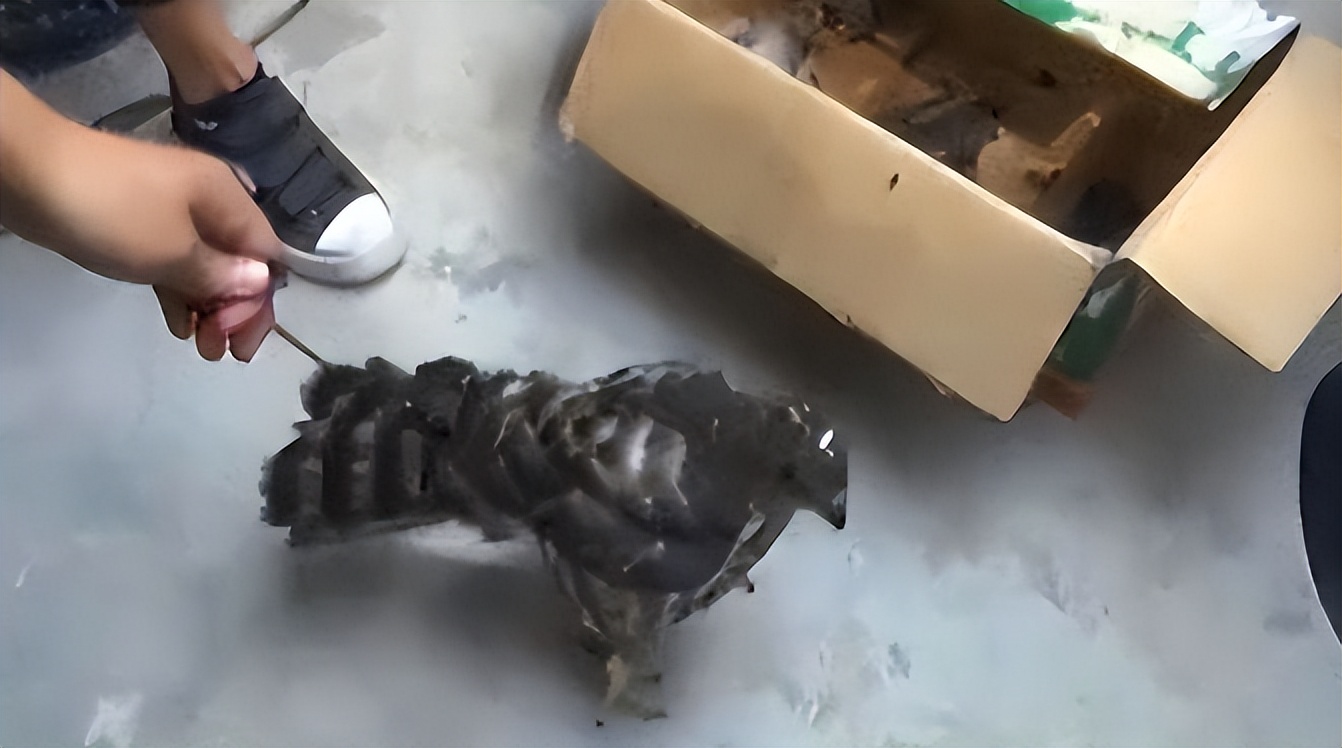 大学生掏鸟窝被判十年半的真相,大学生掏鸟窝被判10年徒刑后续