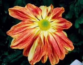 清雅花卉园艺景观,意境清雅的花草