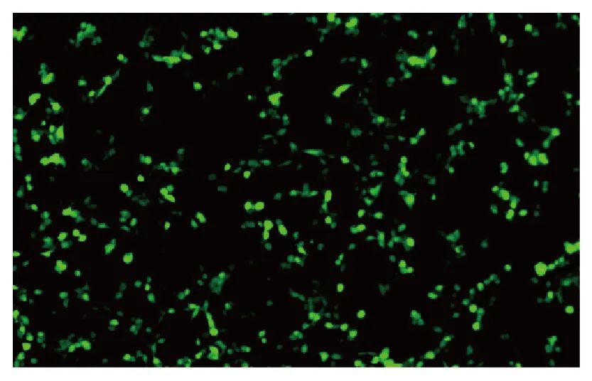 腺相关病毒怎么验证,腺相关病毒衣壳大小