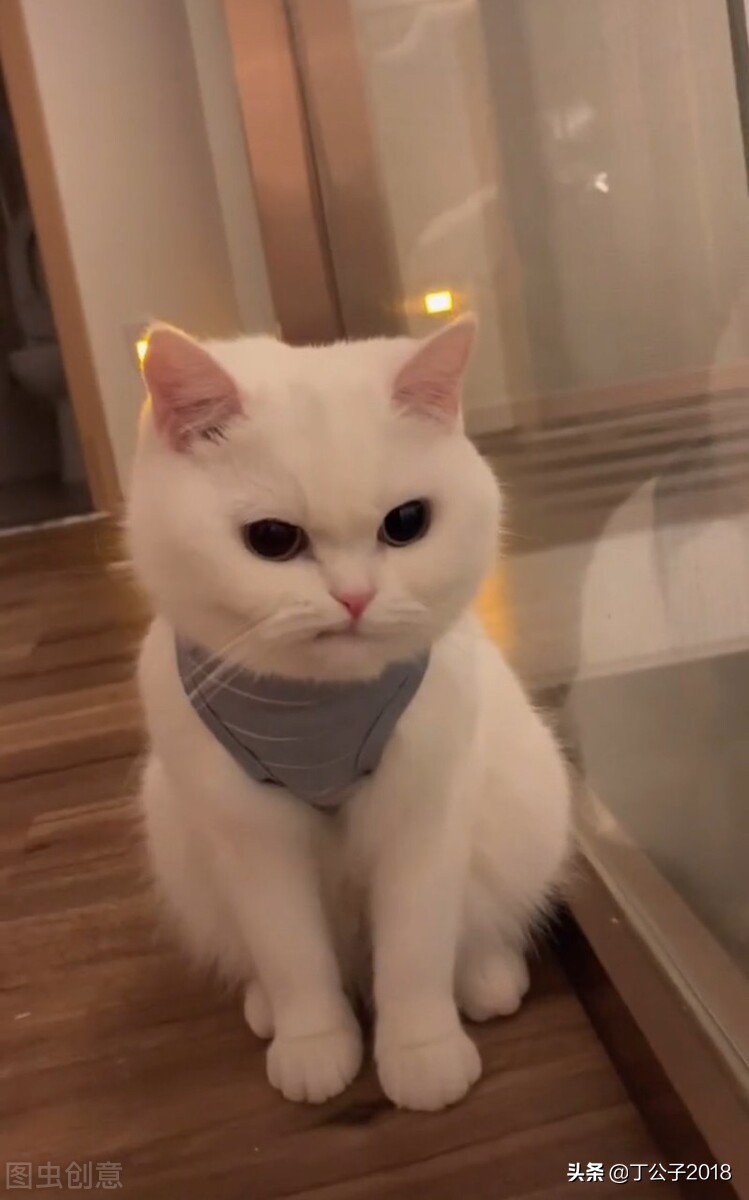 假如猫狗变巨大,假如猫狗和人类互换