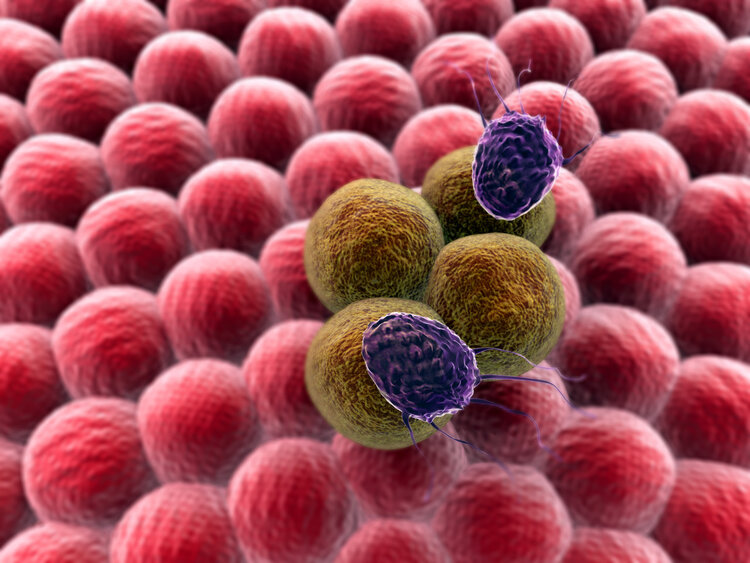 西黄丸主治什么癌症,西黄胶囊抗癌第一名中药