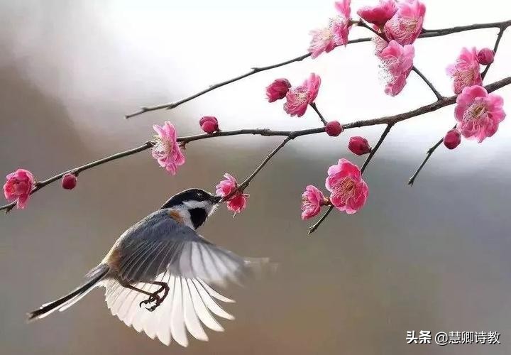 四年级下册习作我的动物朋友范文,我的动物朋友小学四年级300字左右