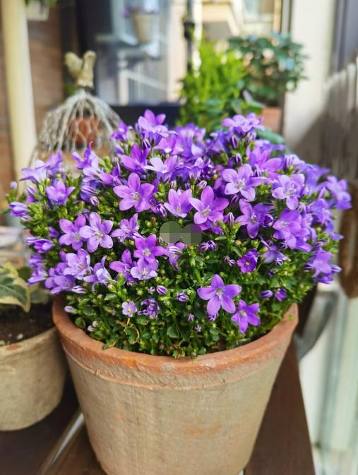 丹麦风铃怎么养出状态,丹麦风铃的养护方法