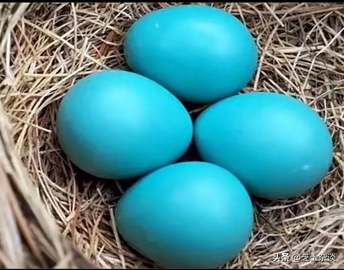 你知道世界上最贵的是什么吗,你知道世界上什么表最贵吗