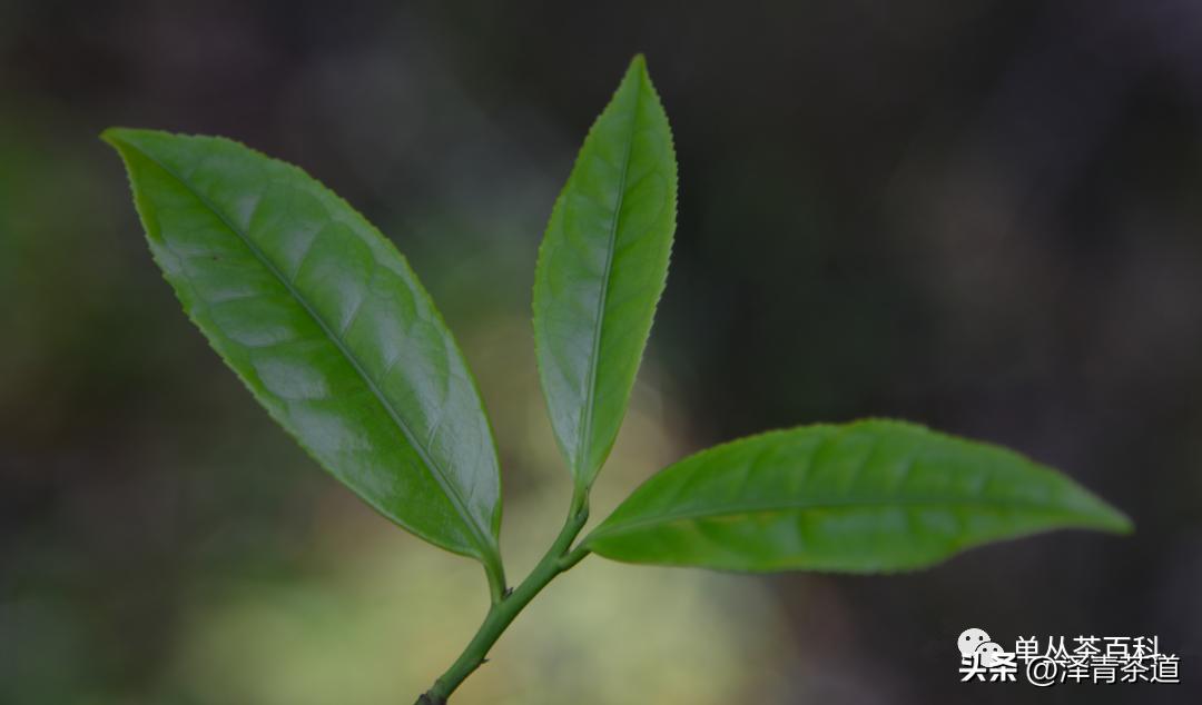 了解一下凤凰单丛,了解凤凰单丛