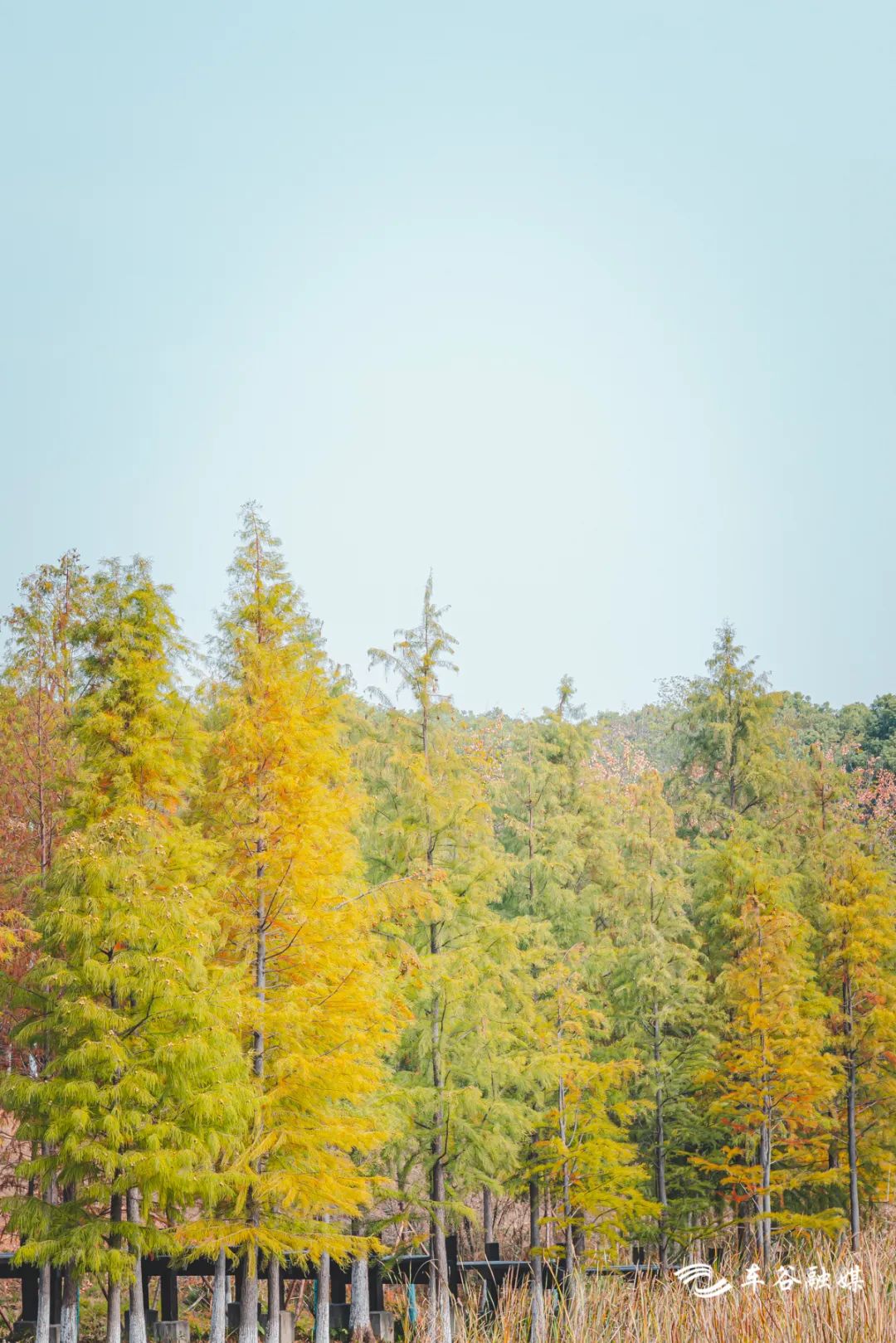 秋日暖阳骑行绿道,骑车绕城绿道值得打卡的推荐