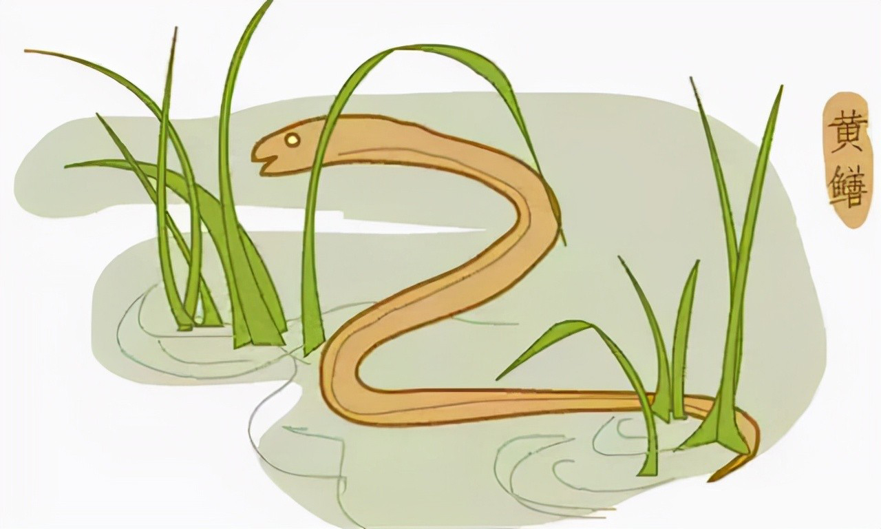 蛇吃黄鳝真会有危险吗,为什么蛇吃黄鳝会咬人