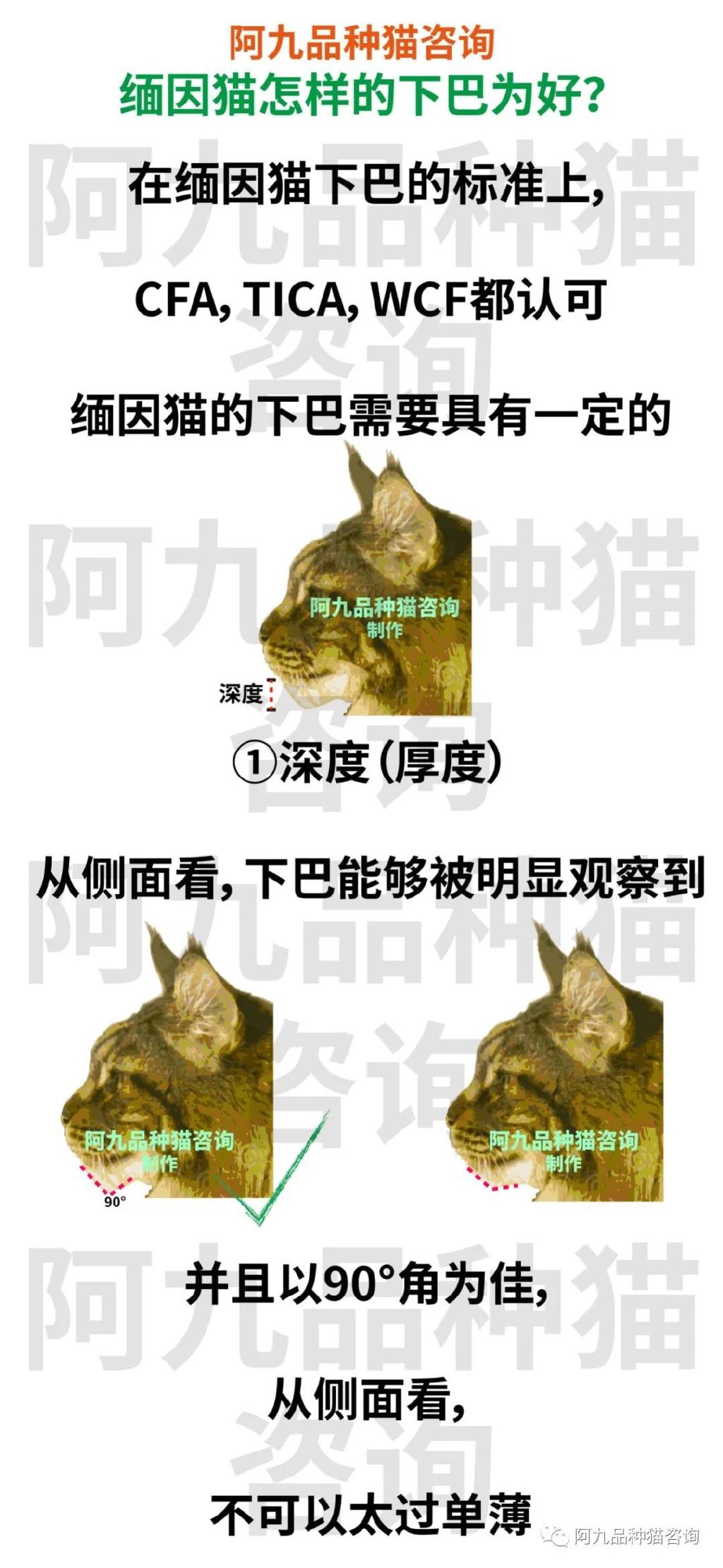 正宗缅因猫哪些颜色的贵,缅因猫品相极好的多少钱