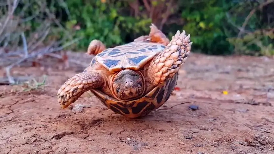 乌龟背朝下能自己翻过来吗,把乌龟翻过来四脚朝天会不会死